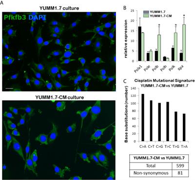 Enhanced Antitumor Response to Immune Checkpoint Blockade Exerted by Cisplatin-Induced Mutagenesis in a Murine Melanoma Model